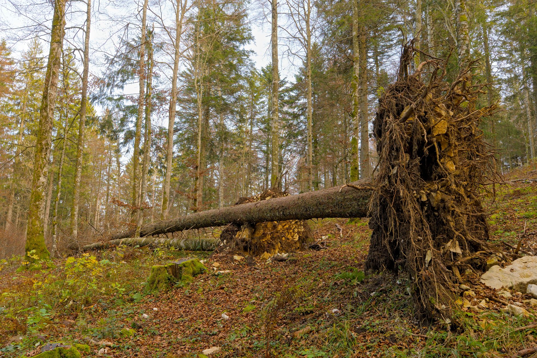 Enlèvement arbre urgence équipe à Villemomble